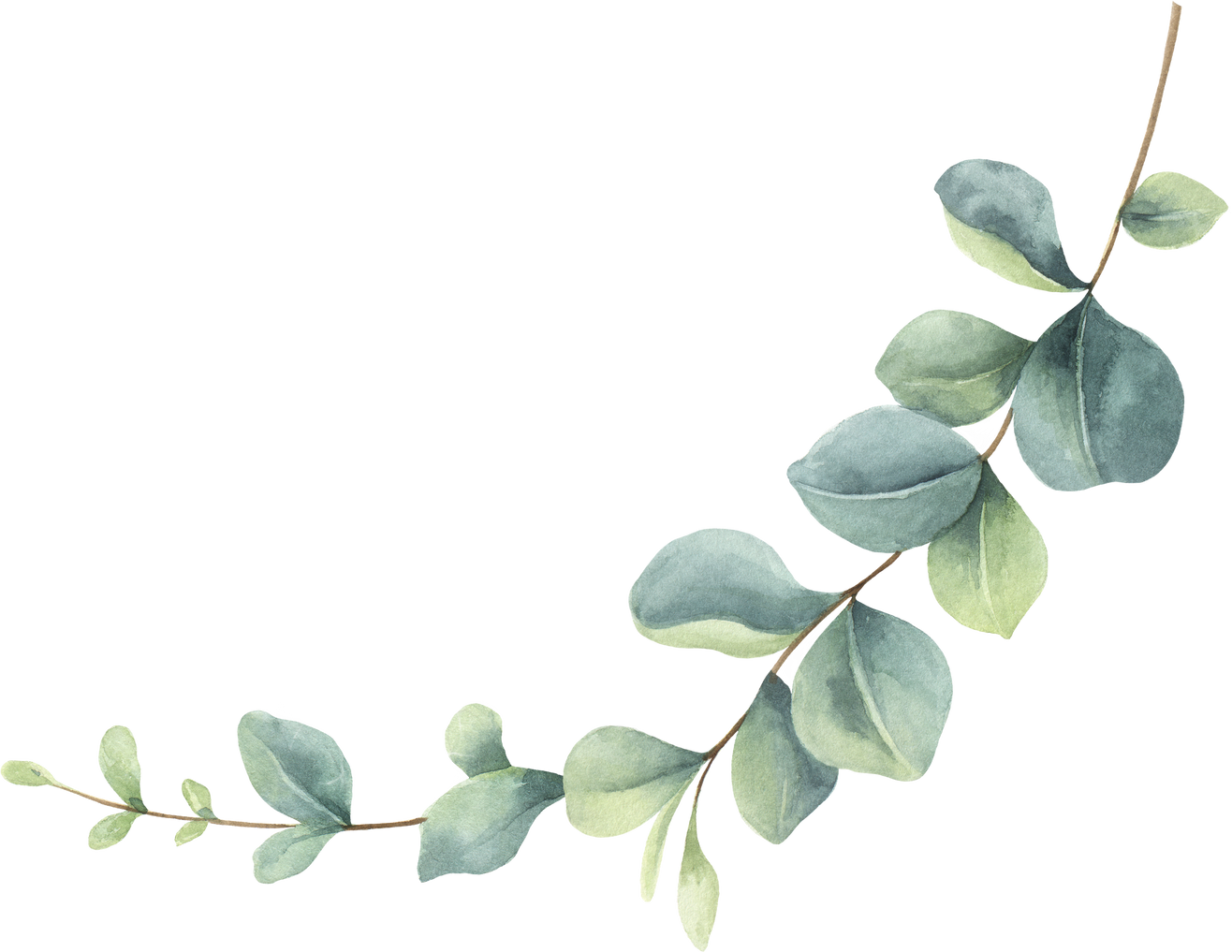 Green Watercolor Eucalyptus branch.